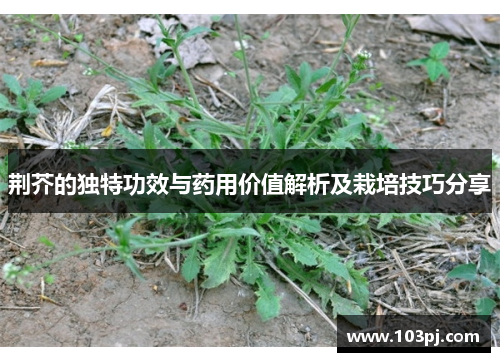 荆芥的独特功效与药用价值解析及栽培技巧分享